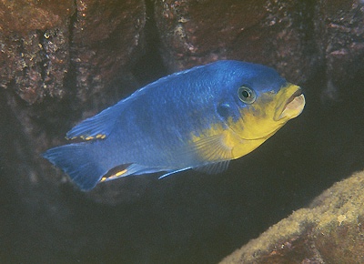 Petrotilapia sp. 'yellow chin' Gome